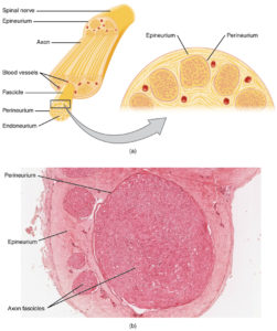 nerve anatomy